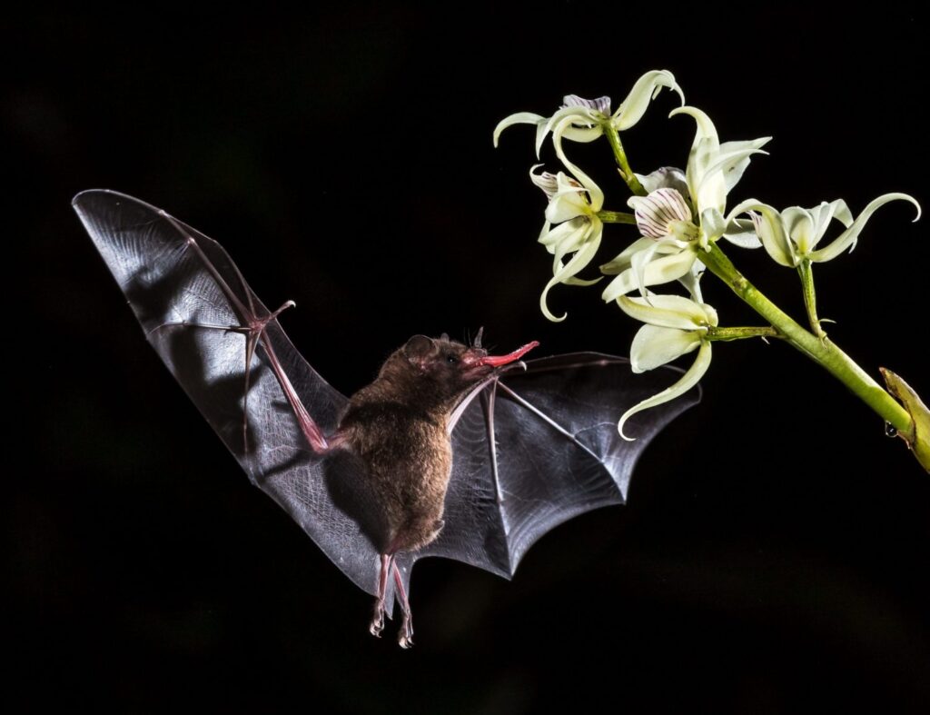 Exploring the notion of night as a habitat situated in time.